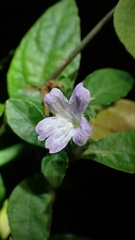 Strobilanthes tetrasperma