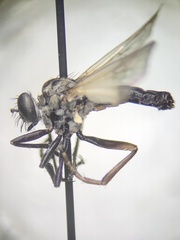 Coleomyia