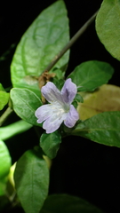 Strobilanthes tetrasperma