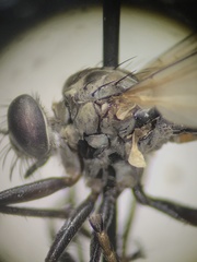 Coleomyia