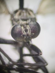 Coleomyia