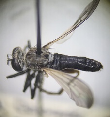 Coleomyia