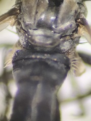 Coleomyia