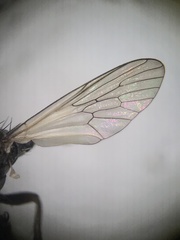 Coleomyia