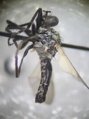 Coleomyia