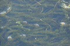 Elodea canadensis