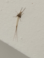 Ephemeridae