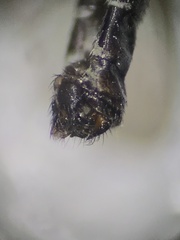 Coleomyia
