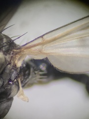Coleomyia