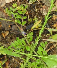 Vicia lathyroides