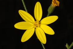 Croptilon divaricatum