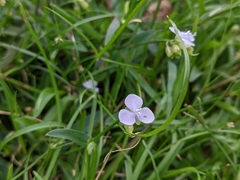 Murdannia loriformis