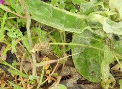 Verbascum pulverulentum
