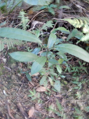 Turpinia formosana