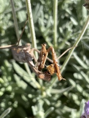 Stagmomantis