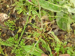 Vicia lathyroides