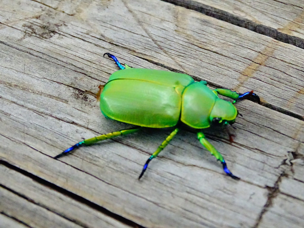 Wood's Jewel Scarab (Chrysina woodi) · iNaturalist