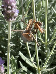 Stagmomantis