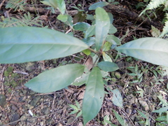 Turpinia formosana