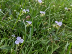 Murdannia loriformis