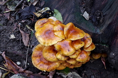 Flammulina velutipes