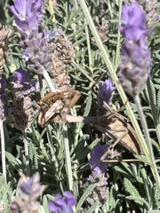 Stagmomantis
