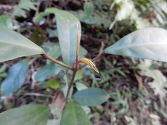 Turpinia formosana