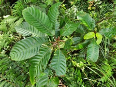 Saurauia tristyla