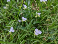 Murdannia loriformis