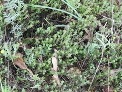 Ornithopus compressus