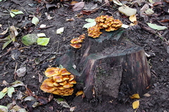 Flammulina velutipes
