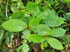 Saurauia tristyla