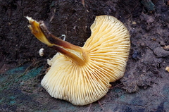 Flammulina velutipes