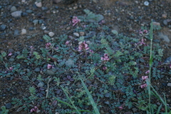 Indigofera alternans