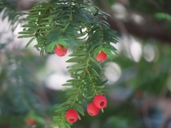 Taxus baccata