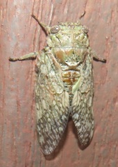 Cicadinae