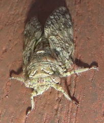 Cicadinae
