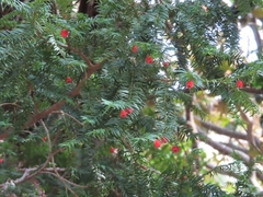 Taxus baccata