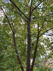 Tracheophyta