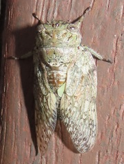 Cicadinae