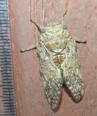 Cicadinae