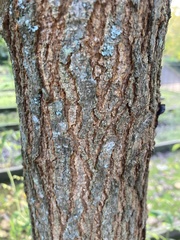 Tracheophyta