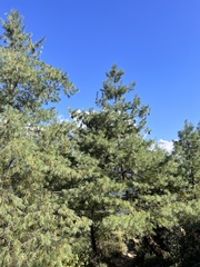 Pinus wallichiana