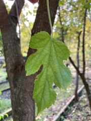 Tracheophyta