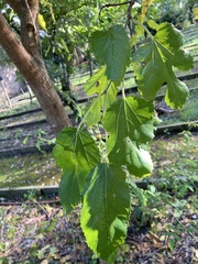 Tracheophyta