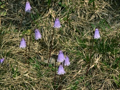 Soldanella pusilla