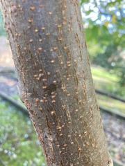 Tracheophyta