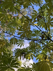 Tracheophyta