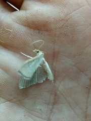 Poliobotys ablactalis