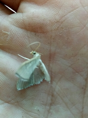 Poliobotys ablactalis